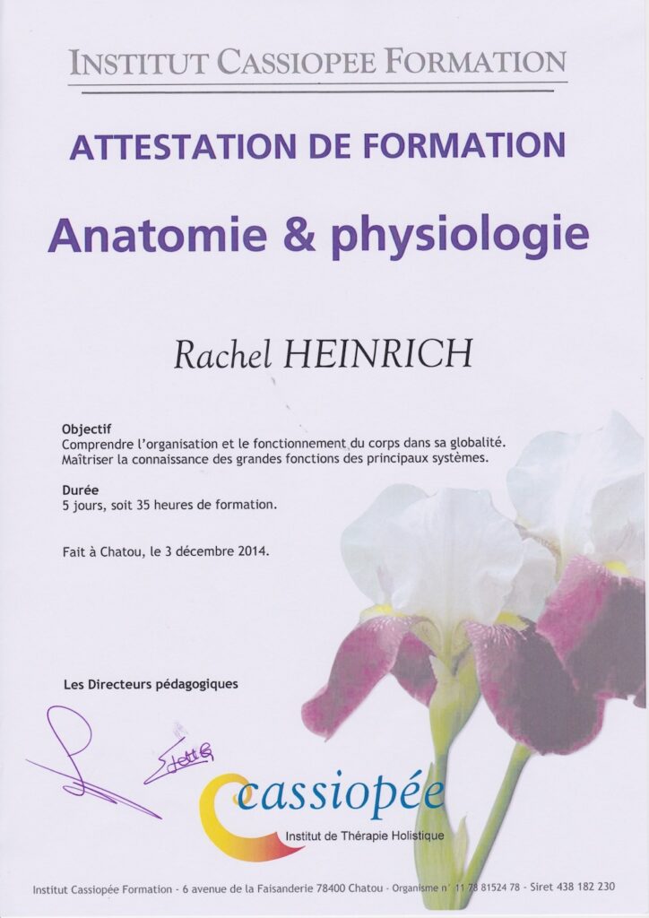 Massage - Certificat anatomie physiologie